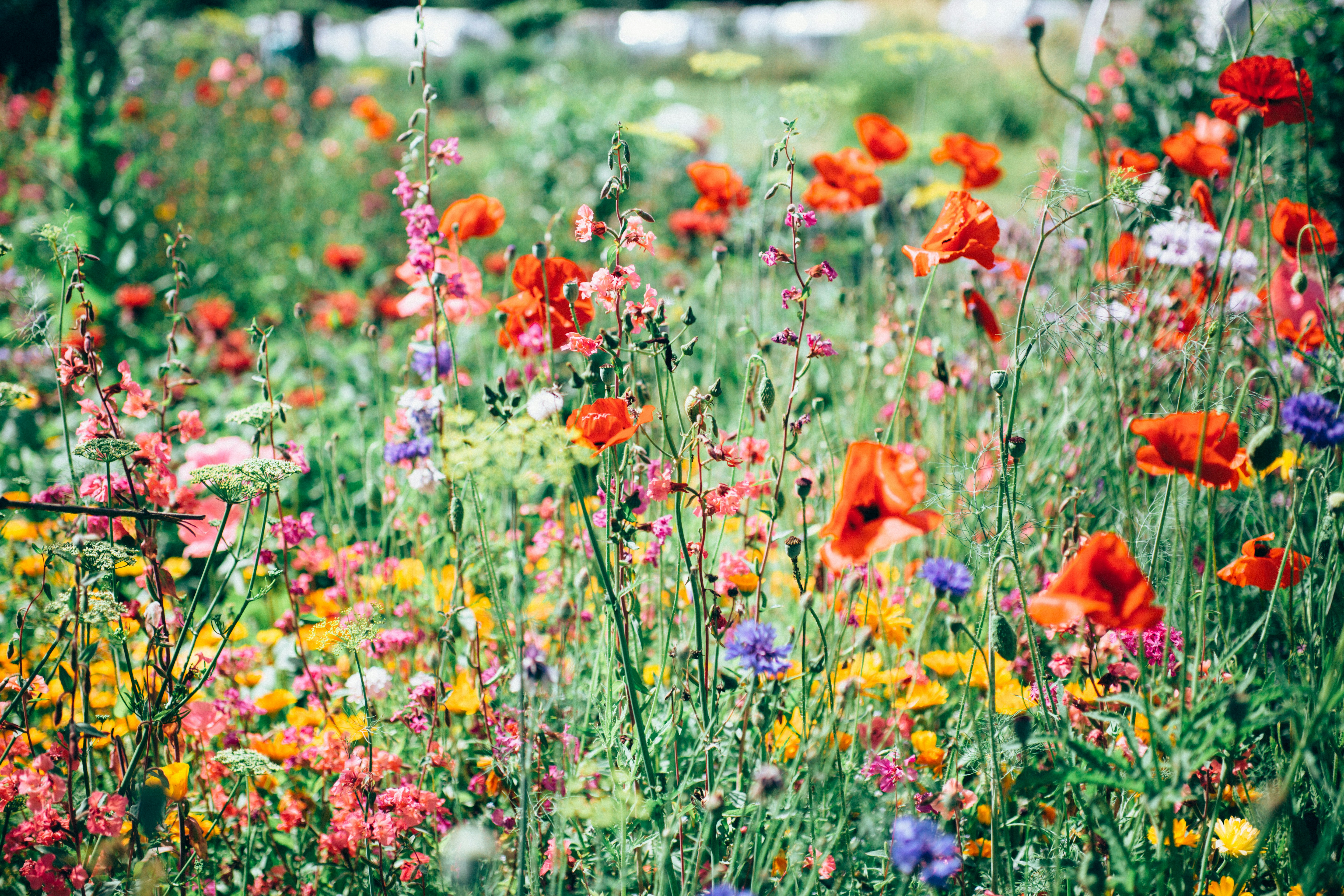 Field of wild flowers